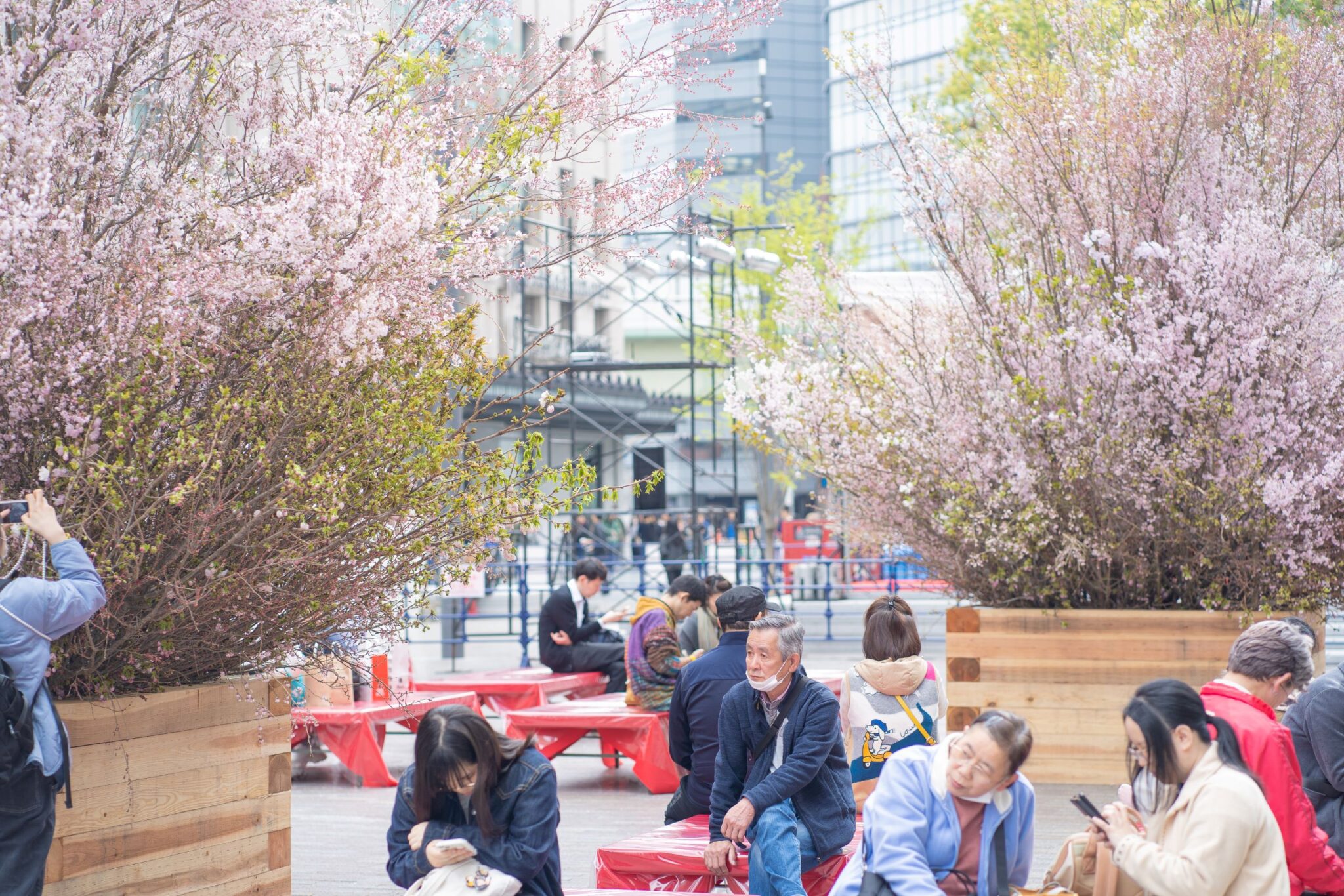 桜祭り